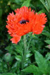 papaver.JPG (56358 bytes)